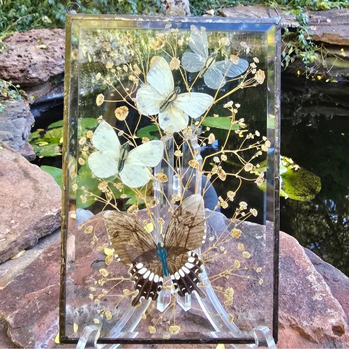 Vintage pressed butterfly and - vintage,